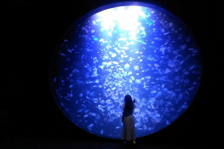 直径５mの丸い大水槽！世界が大注目する世界一のクラゲ水族館「加茂水族館」 – きるるはらら